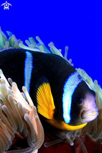 A Amphiprioninae | Amphiprioninae