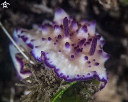 A Mexichromis multituberculata | Mexichromis multituberculata