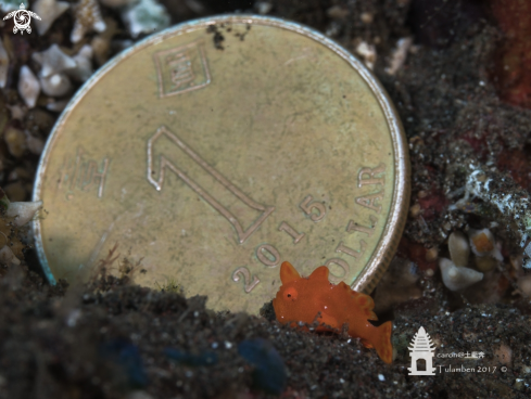 A Frogfish