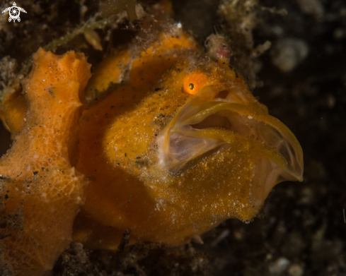A Antennarius ictus | Painted frogfish