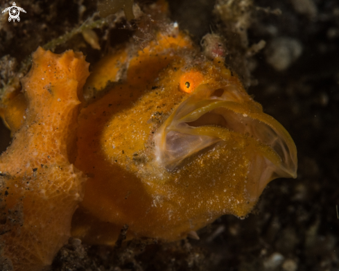 A Painted frogfish