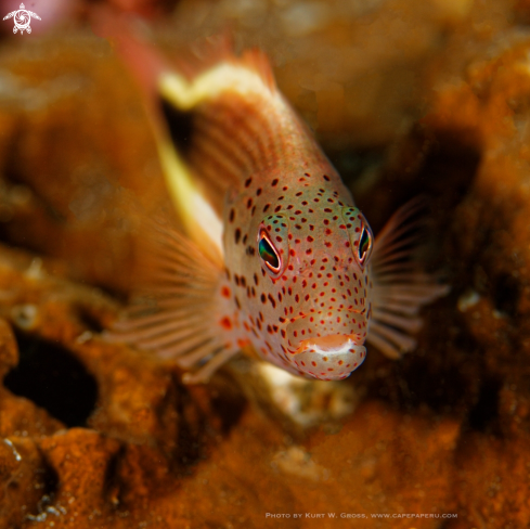 A black sided hawkfish | Korallenwächter