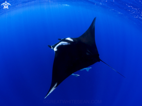 A Oceanic Manta Ray