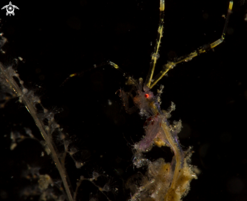 A Skeleton shrimp