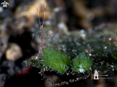 A Nudibranch