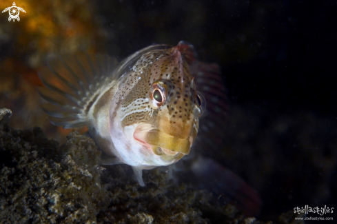 A Freshwater Blenny 