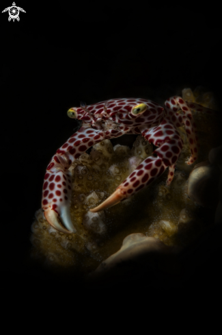 A coral crab