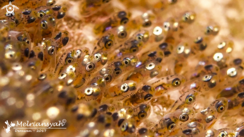 A Clown Fish's Eggs