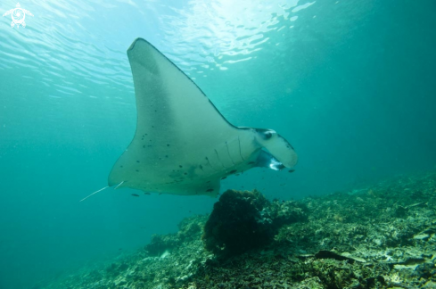 A manta ray