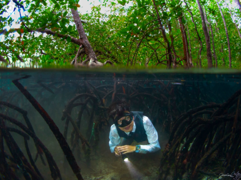 A Mangrove forest 