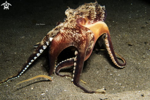 A Coconut Octopus