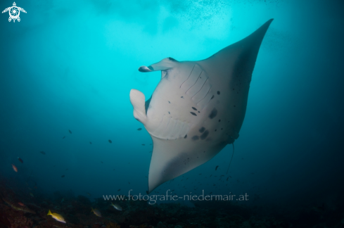 A Manta birostris | Manta Ray 