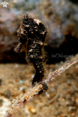 A seahorse