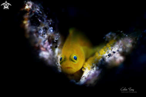 A Yellow clown goby