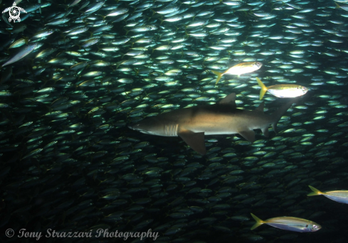 A Grey Nurse Shark