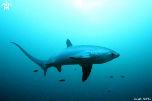 A Thresher shark