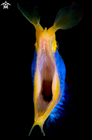 A Ribbon Eel