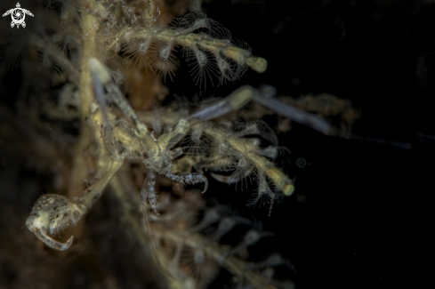 A skeleton shrimp