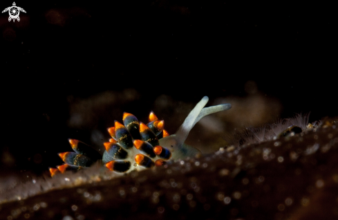 A Tenellia caerulea