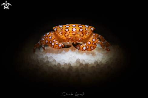 A Red Spotted Coral Crab