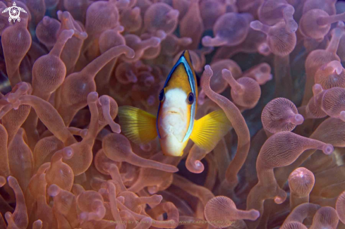 A Amphiprion allardi | Clownfish