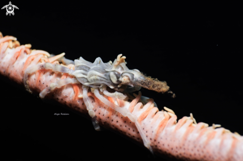 A Xenocarcinus Tuberculatus | Xeno Crab