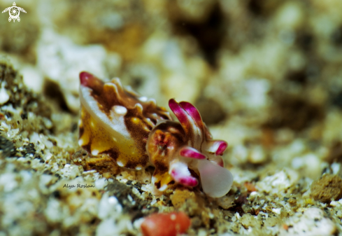 A Flamboyant Cuttlefish