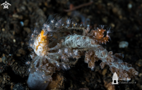 A Achaeus spinosus (Left) and Dasycaris ceratops (Right) | decorator crab