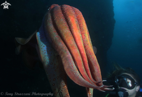 A Giant Cuttle