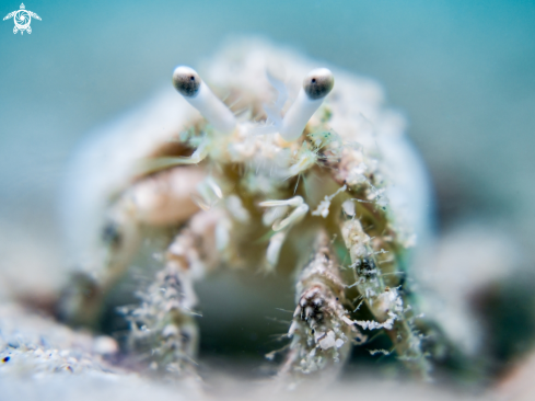 A Diogenidae sp. | Hermit Crab