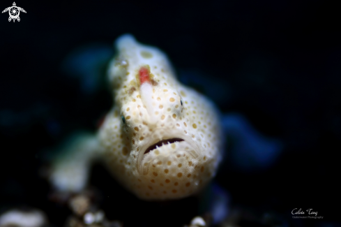 A Frogfish