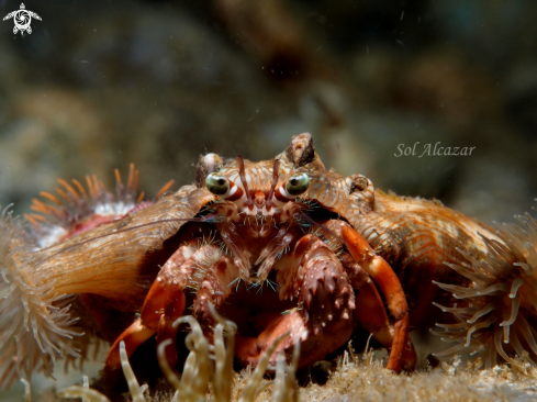 A underwater creature