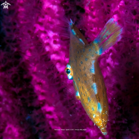A Whitespotted pygmy filefish