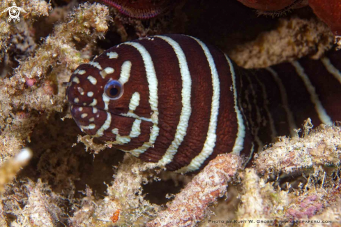 A Gymnomuraena zebra | Zebra eal