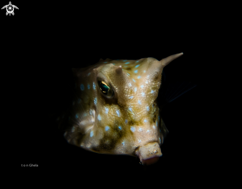 A Cow Fish