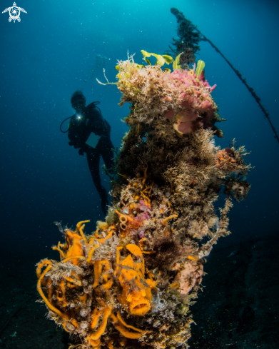 A Antennarius pictus | Painted frogfish