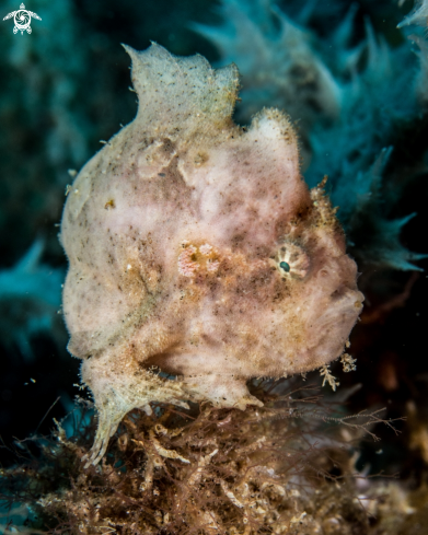 A Antennarius rictus | Painted frogfish