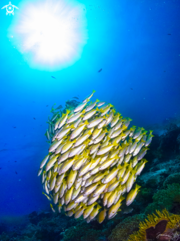 A Blue stripe Snapper 