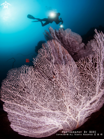 A Sea Fan with a diver