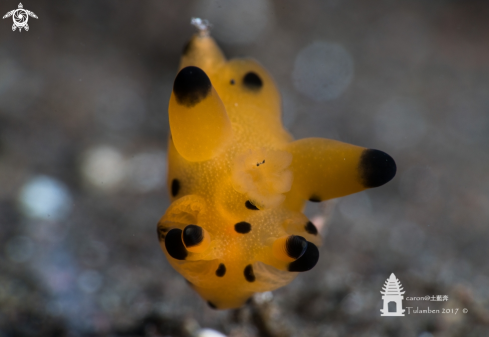 Nudibranch