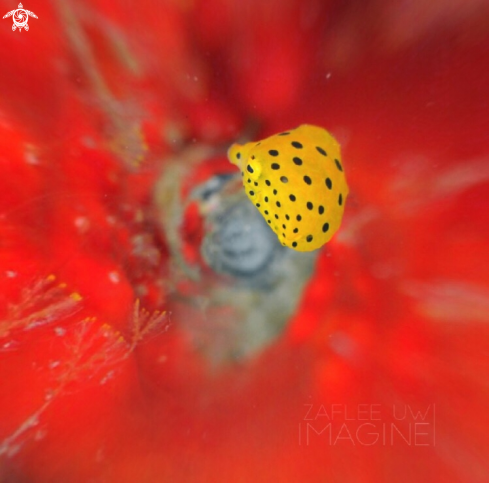 A Boxfish