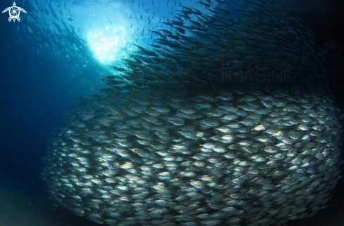 A Fish Tornado