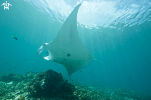 A manta ray