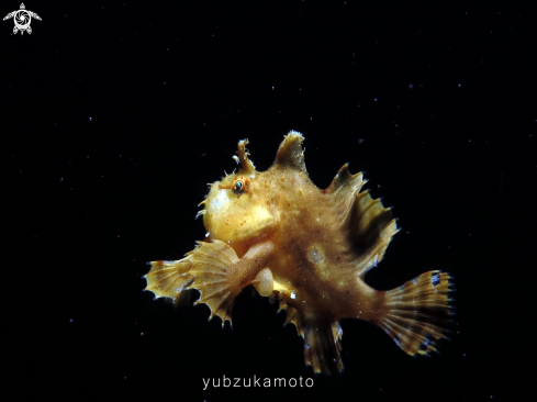 A Sargassum Fish