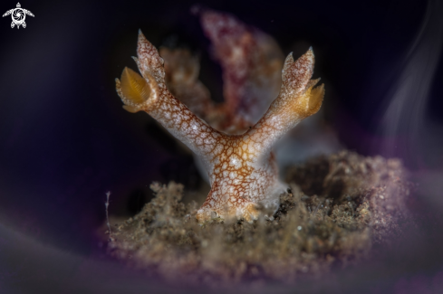 A Bornella stellifer  | Bornella stellifer 