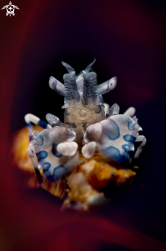 A Hymenocera picta | arlequin shrimp