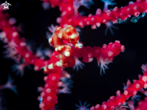 A Santa Claus Pygmic Seahorse