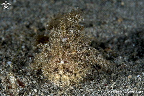 A Hairy frogfish