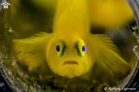 A Yellow goby