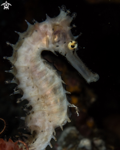 A Hippocampus histrix | Thorny seahorse